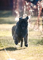 FastCAT Leonberger Group SUNDAY 9-22-24 Part I