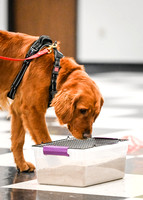Scentwork_Leonberger_NCS_11-17-24_Interior_024