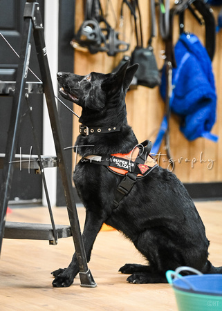 UKC_Nosework_SIRE_11-3-24_443
