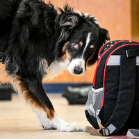 Scentwork_Leonberger_MCRBTC_4-5-25_Containers_294