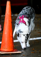 UKC_Nosework_Banff_12-15-24_Exterior_023