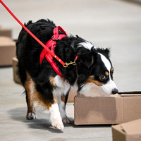 UKC_Nosework_SIRE_3-15-25_Containers_025
