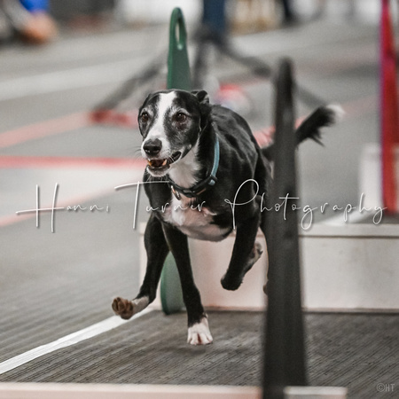FlyBall_Wizard_of_Oz_Baytown_11-2-24_355