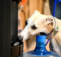UKC_Nosework_SIRE_3-15-25_Interior_16