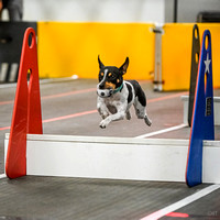 FlyBall_Wizard_of_Oz_Baytown_11-2-24_618