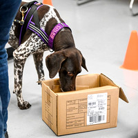 Scentwork_UKC_Banff_12-15-24_Interior_11