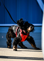 UKC_Nosework_SIRE_3-16-25_Vehicles_019