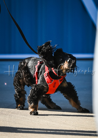 UKC_Nosework_SIRE_3-16-25_Vehicles_019
