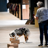 UKC_Nosework_SIRE_3-15-25_Containers_001