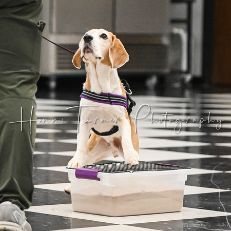 Scentwork_Leonberger_NCS_11-17-24_Interior_015