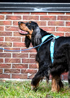 LeonbergerScentTrial_NLCHS_10-7-24_Exterior407