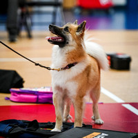 AKC_Nosework_Banff_1-19-25_Containers_018