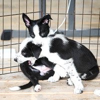DockDiving_SplashPaws_4-4--25_013