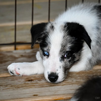 DockDiving_SplashPaws_4-4--25_007