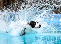 DockDiving_SplashPaws_11-4-24_514