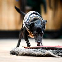 UKC_Nosework_SIRE_3-16-25_Interior_021