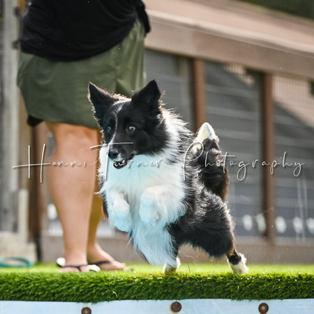 DockDiving_SplashPaws_11-4-24_026