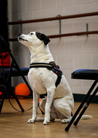 AKC_Nosework_Banff_1-19-25_Interior_19