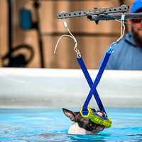 DockDiving_SplashPaws_11-4-24_020