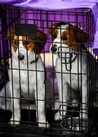 AKC_Nosework_Banff_1-19-25_Interior_01