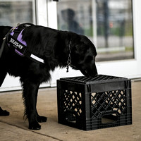 Scentwork_Leonberger_MCRBTC_4-5-25_Exterior_011