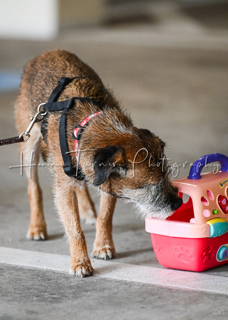 Scentwork_Leonberger_NCS_11-16-24_Exterior-3245-5x7