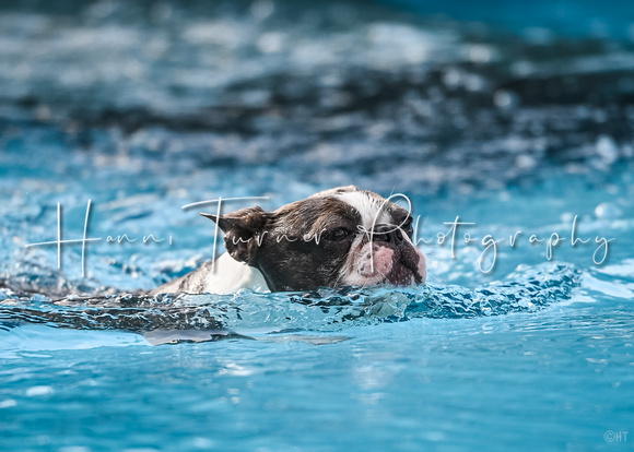 DockDiving_SplashPaws_11-4-24_016