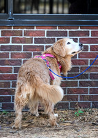 LeonbergerScentTrial_NLCHS_10-7-24_Exterior624