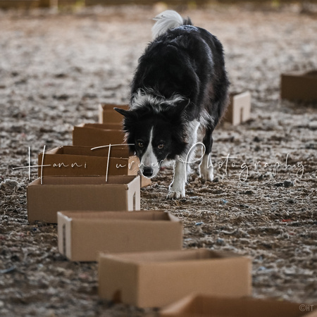 UKC_Nosework_SIRE_11-3-24_010