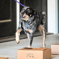 10-7-24 South Texas Nosework Dogs -  Nosework - SIRE
