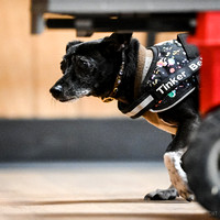 UKC_Nosework_SIRE_3-16-25_Interior_024