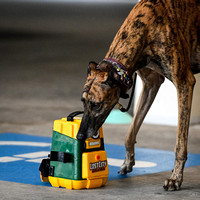Scentwork_Leonberger_NCS_11-16-24_Exterior_020