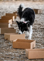 UKC_Nosework_SIRE_11-3-24_014