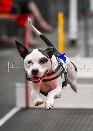 FlyBall_Wizard_of_Oz_Baytown_11-2-24_022