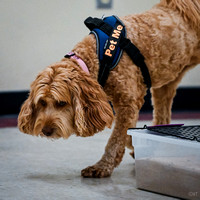 Scentwork_Leonberger_MCRBTC_4-5-25_Burried_011