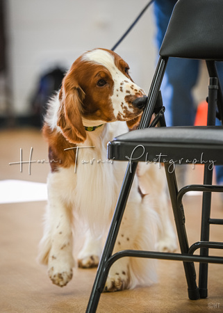 AKC_Nosework_Banff_1-19-25_Interior_27
