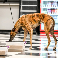 Scentwork_Leonberger_NCS_11-16-24_Interior_007