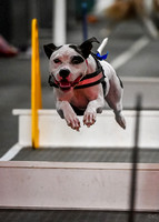 FlyBall_Wizard_of_Oz_Baytown_11-2-24_017