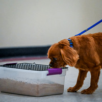 Scentwork_Leonberger_MCRBTC_4-5-25_Burried_016