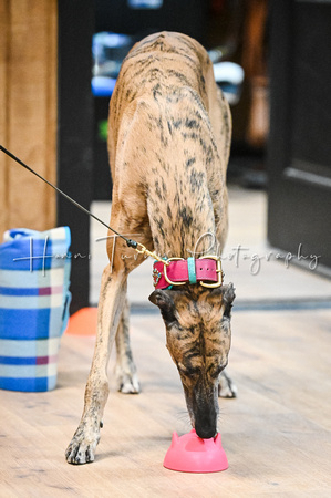 UKC_Nosework_SIRE_3-15-25_Interior_10