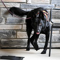 UKC_Nosework_SIRE_3-15-25_Exterior_02