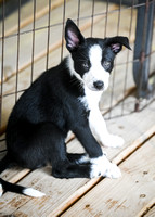DockDiving_SplashPaws_4-4--25_005