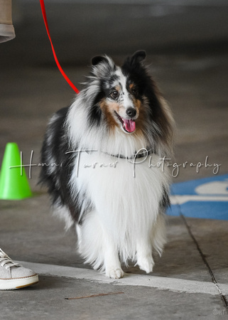 Scentwork_Leonberger_NCS_11-16-24_Exterior_024