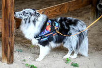 UKC_Nosework_SIRE_10-7-24_4x6652