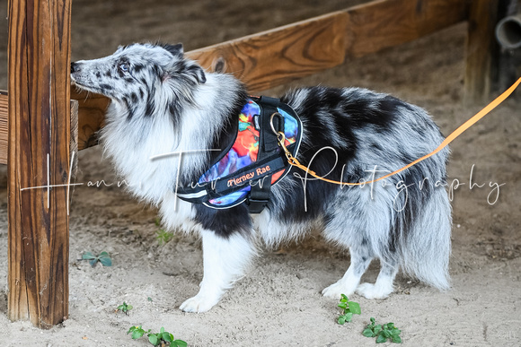 UKC_Nosework_SIRE_10-7-24_4x6652