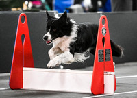 Flyball_WizardofOz_11-2-24_1039