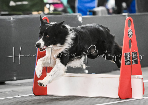 Flyball_WizardofOz_11-2-24_1024