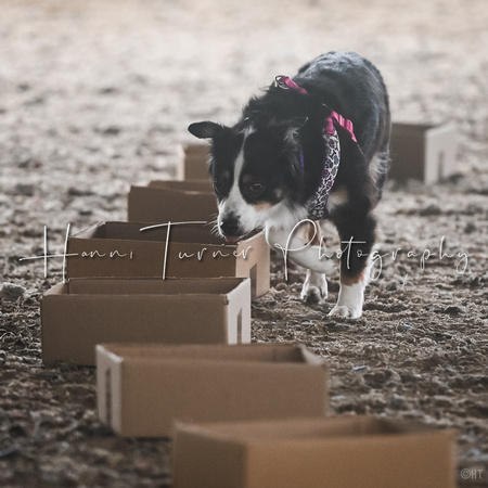 UKC_Nosework_SIRE_11-3-24_001