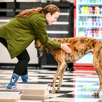 Scentwork_Leonberger_NCS_11-16-24_Interior_008