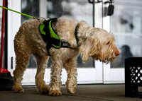 Scentwork_Leonberger_MCRBTC_4-5-25_Exterior_018